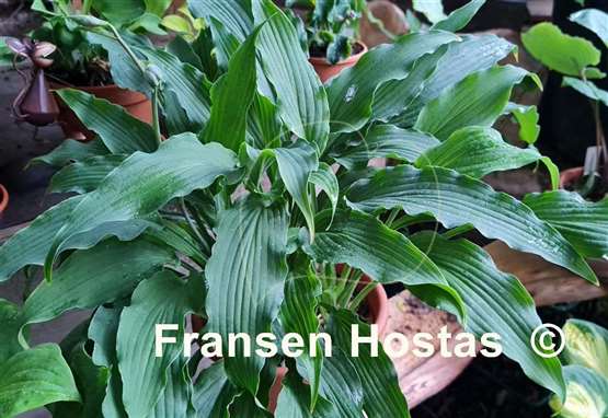 Hosta Atomic Elvis